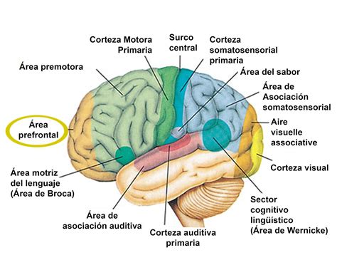 TecniScan Científico: Un Tour por su Cerebro