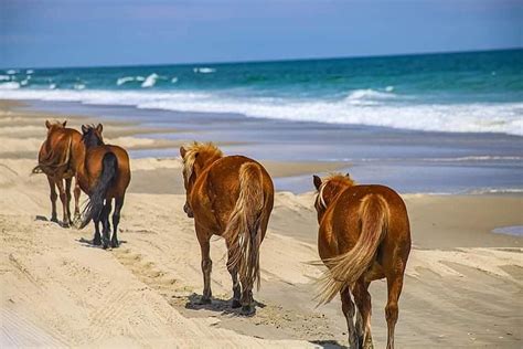 Corolla Wild Horses Photograph by Kelli Huskey - Pixels