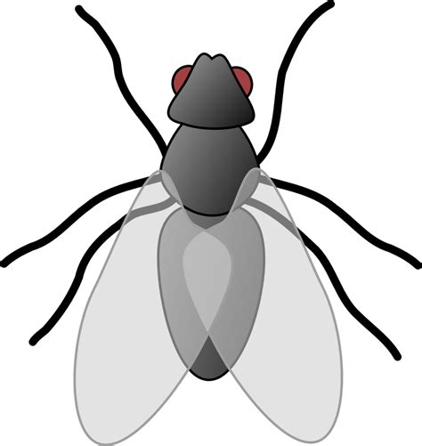 Fly Clip Art - Flies Clipart - Png Download - Full Size Clipart (#91142) - PinClipart