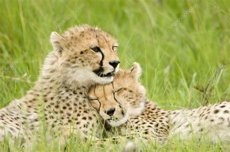 Cheetah cubs — Stock Photo © kaphotokevm1 #3964728