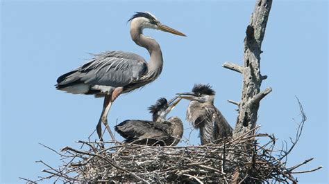 Nature Notes: Great Blue Herons return to region