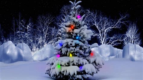 Snow Covered Christmas Tree With Beautiful Lights HD Christmas Tree ...