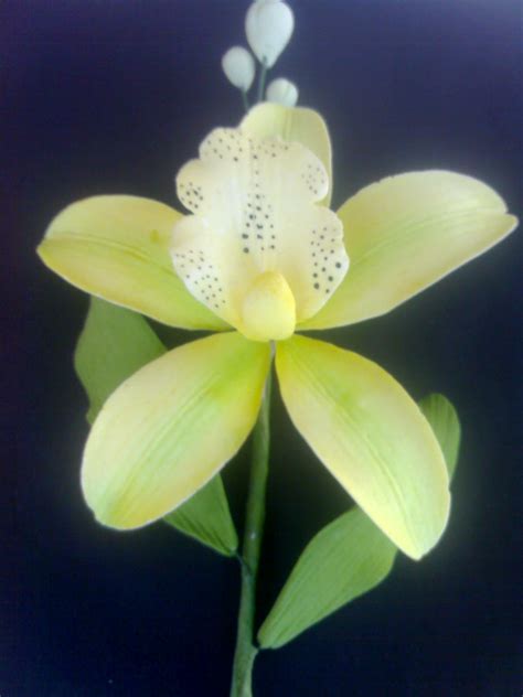 Orchids yellow green,Philippines price supplier - 21food