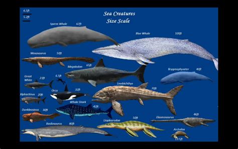 whale length chart Whale blue size chart deviantart