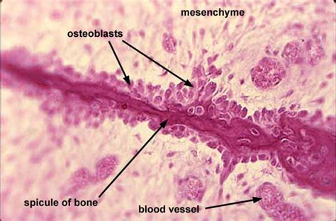 Histology at SIU