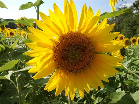 Sunflowers