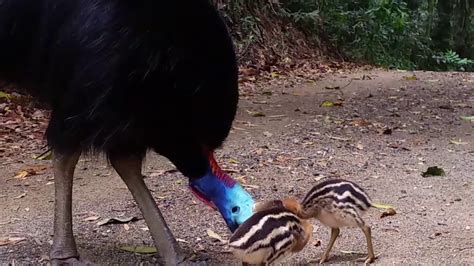 Cassowary & babies eating roadkill - YouTube