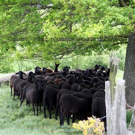 le mouton noir | À Voir