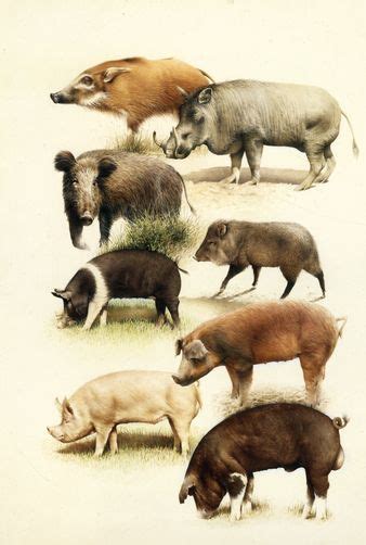 family Suidae - pigs | Pig illustration, Cute animals, Pig painting