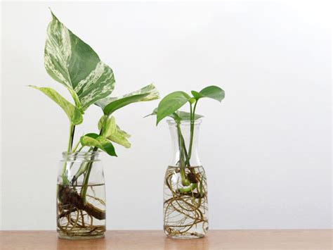 10 Easy Plants You Can Grow in Water - Plant Index