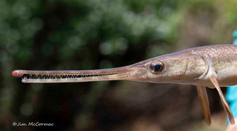 Ohio Birds and Biodiversity: Nature: Longnose gar a sight to behold in ...