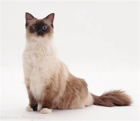 Mitted seal-point Ragdoll male cat photo WP19106