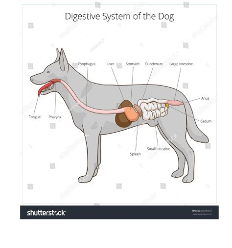 Monogastric Digestive System Diagram | Quizlet