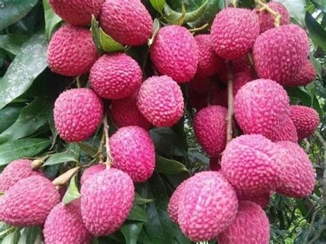 Well Watered Red Muzaffarpur Litchi Plant, For Garden at Rs 220/piece ...