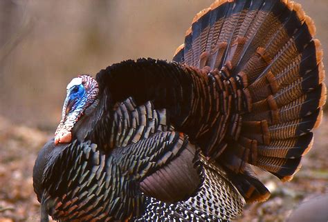 wild tom turkey pictures - Google Search | Tom turkey, Wild turkey, Wild