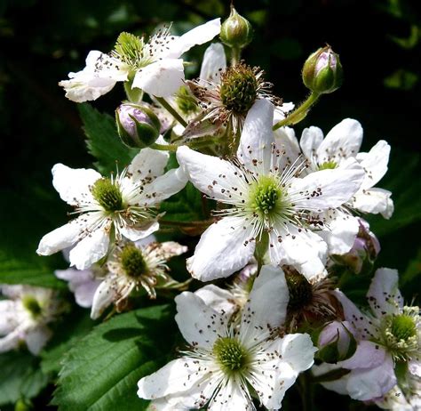 Blackberry Bush In Bloom Photograph by Will Borden