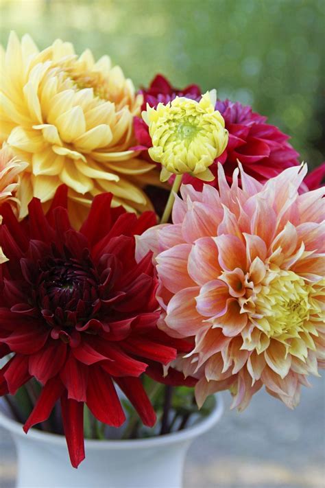 Check this Dahlia impression | Holland Dahlia Event