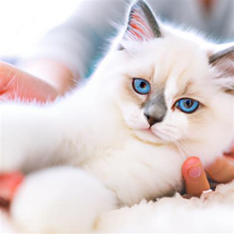 Ragdoll Kittens for Adoption: Finding Your Perfect Feline Companion