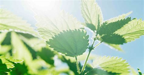 Nettle Tea Benefits: Will the Herb Help Relieve Allergies?