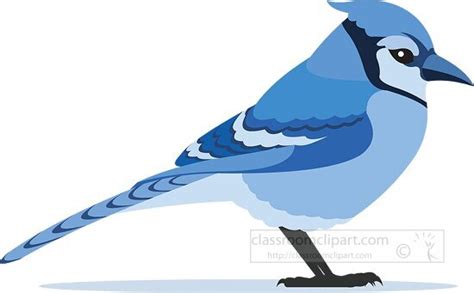 Bird Clipart-blue jay bird clipart