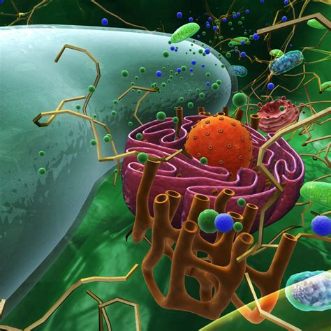 3d model plant cell