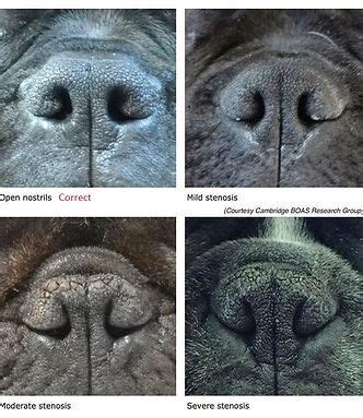 Mask, Eyes, and Nose of the Cane Corso – HIERARCHY KENNEL