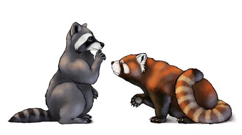 How to Draw Animals: Red Pandas and Raccoons | Envato Tuts+