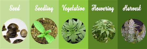 The 7 Stages In The Marijuana Plant Life Cycle