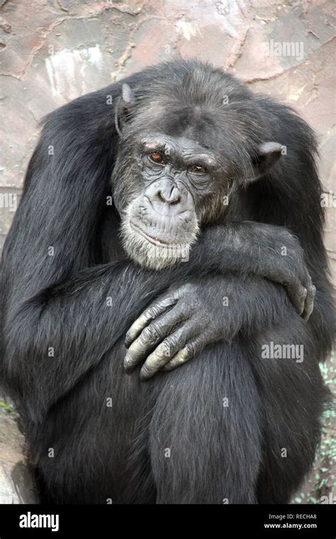 Portrait of a sad chimpanzee. Close-up photo Stock Photo - Alamy