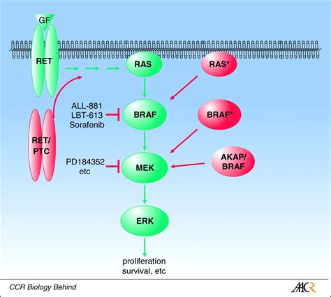 Is BRAF the Achilles' Heel of Thyroid Cancer? | Clinical Cancer Research