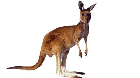 Kangaroo Standing PNG Image - PurePNG | Free transparent CC0 PNG Image ...