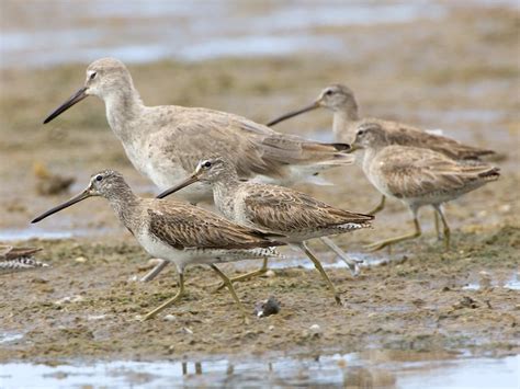 Florida Wading Birds - Photos on thomasoneil.com