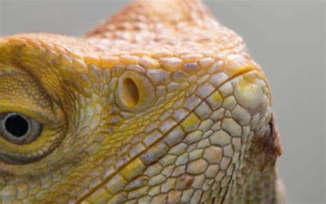 Bearded Dragon Behavior: 18 Common Types & What They Mean