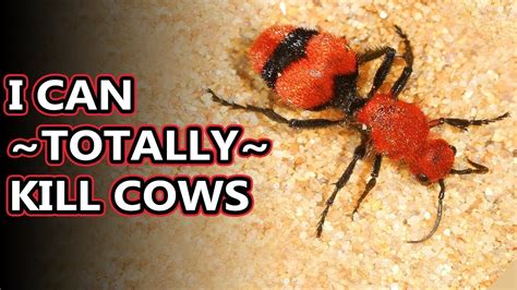 Red Velvet Ant facts: they're not actually ants for starters ...