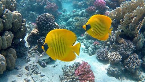 Snorkeling in Hurghada you need to know everything - Egyptra Travel Services