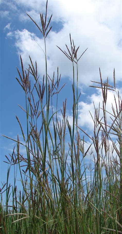 Central Tallgrass Prairie | One Earth