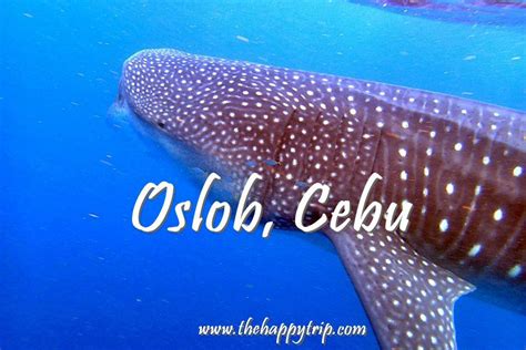 [2019 Updated] 14 THINGS TO DO IN OSLOB, CEBU | TOURIST ATTRACTIONS + TRAVEL GUIDE | The Happy Trip