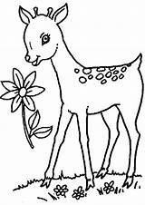 Free & Easy To Print Deer Coloring Pages  Tulamama sketch template