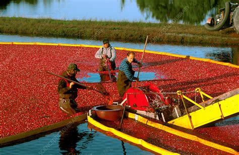 Cranberry Harvest - Stock Image - C027/3364 - Science Photo Library