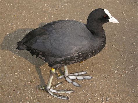 Eurasian coot - (Fulica atra) | オオバン