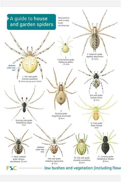 The FSC House and garden spiders identification guide features 40 ...