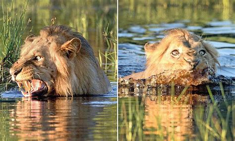 Lion gets fright after spotting a crocodile while swimming in Botswana ...