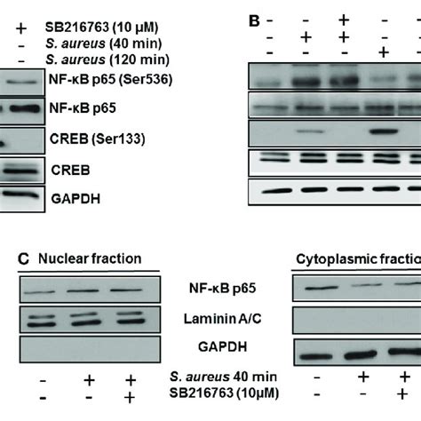 | The glycogen synthase kinase 3 (GSK3α/β) activity controls... | Download Scientific Diagram