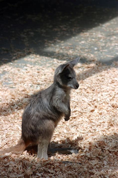 Baby Wallaroo Joey by mcaethad on DeviantArt