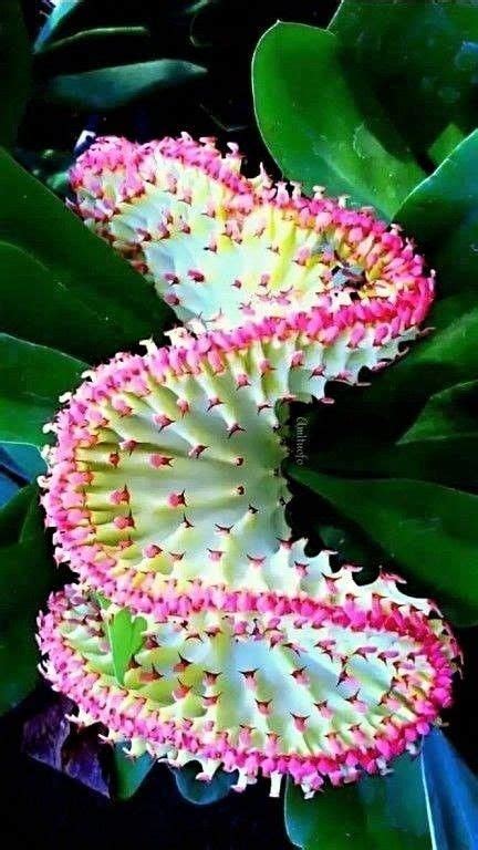 Pin on Exotic flowers