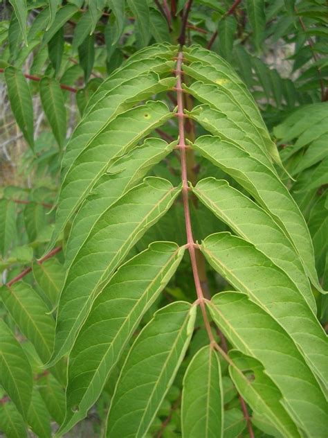 Tree of Heaven (Ailanthus altissima): Invasive species ID | Tree ...