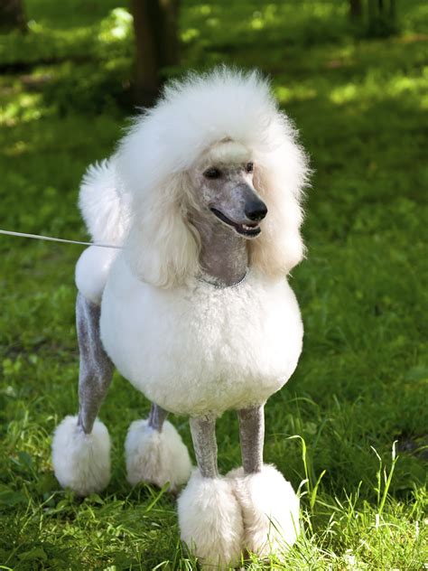 Poodle - Dog-Breeds.net