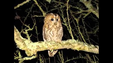 GERRY RAFFERTY - NIGHT OWL - YouTube