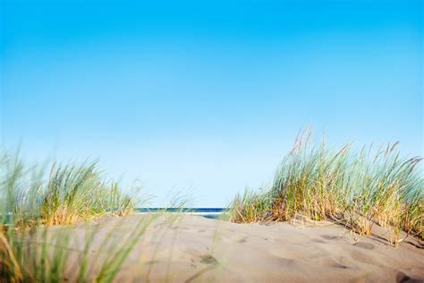 Sand Dunes with Grass on Beach | Free stock photo | High Resolution image