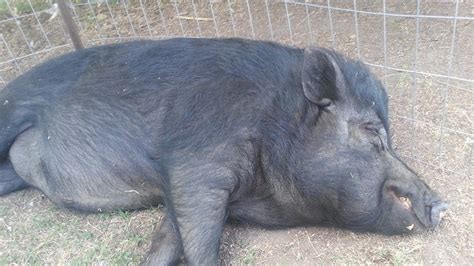 Petition · Help Save Wilbur the Pig: Save Wilbur from having to be rehome!! · Change.org